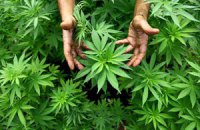 Комиссия ООН: надо легализовать марихуану