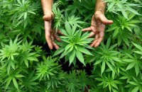Влада Уругваю взялася за вирощування марихуани