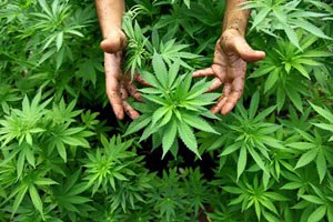 ООН открестилась от намерений сделать марихуану законной