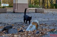 Нардепи прийняли за основу законопроєкт, що впроваджує європейські гуманні цінності до тварин 