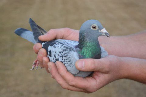 Скоростной почтовый голубь продан на аукционе за рекордные 1,6 миллиона евро