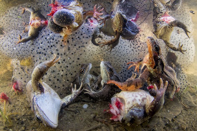 Лягушки с отрубленными лапами. Для еды лягушачьи лапки чаще всего собирают весной, когда у них сезон спаривания. Иногда лапки
отрывают, пока животное еще живое.