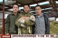 Китайці клонували "дієтичну" вівцю