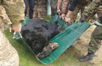 На Харківщині врятували контуженого ведмедя