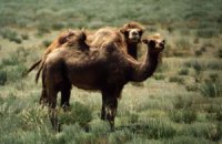 В Казахстане шофер-наркоман задавил 15 верблюдов