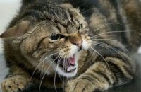 В Днепровском районе Киева ввели карантин из-за бешенства домашней кошки