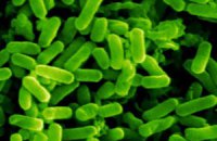 Во Франции зафиксировали первый случай заражения E.coli
