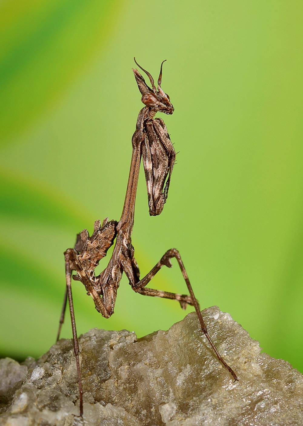 Empusa fasciata