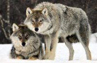 Армения выделила 50 тысяч долларов на отстрел волков