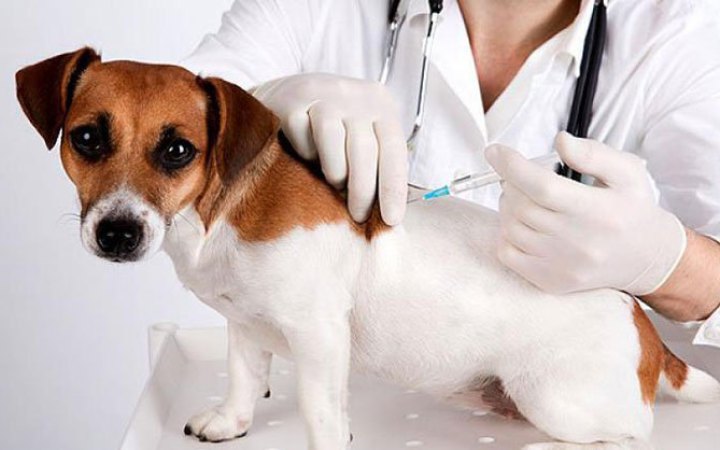 На Київщині проводять кампанію вакцинації домашніх тварин проти сказу
