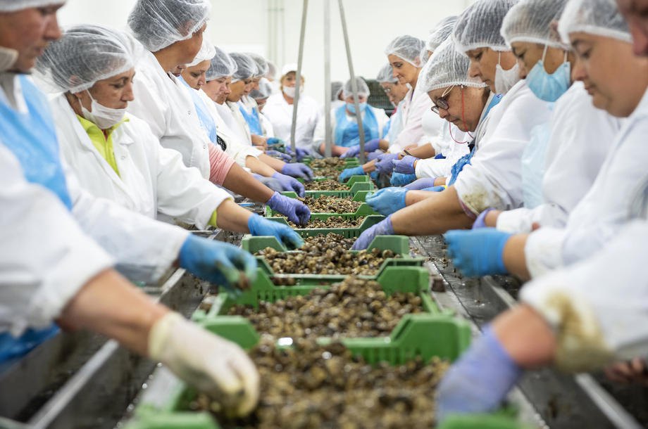 Завод з переробки равликів французької компанії Bourgogne Gastronomie у Кішварді, Угорщина, 20 вересня 2019 рік.