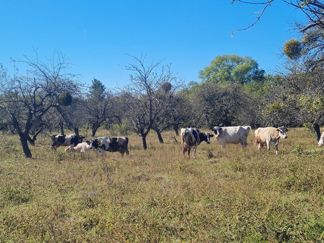 Корови на випасі на фермі Тетяни