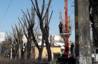 Киевсовет запретил кронирование деревьев