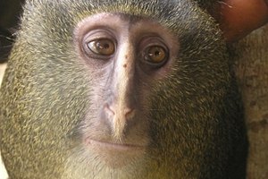 Ученые обнаружили новый вид обезьян