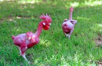 В Израиле вывели породу кур без перьев