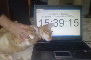У жительницы Москвы украли кота и потребовали выкуп