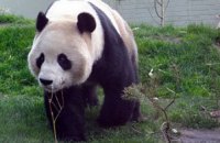 Свидания панд из эдинбургского зоопарка оказались безрезультатными