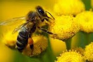 В Тернопольской области рой пчел до смерти закусал мужчину