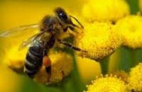 В Тернопольской области рой пчел до смерти закусал мужчину