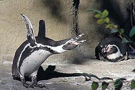 В Киевском зоопарке сдохли три пингвина