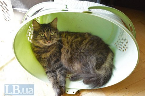 Власти Киева признали право котов жить в подвалах