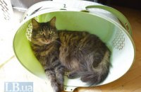 Влада Києва визнала право котів жити в підвалах