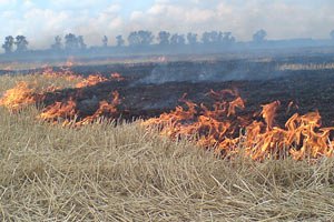 В Киеве в шести местах горит трава