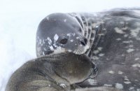 На станции "Академик Вернадский" в Антарктиде родился тюлень