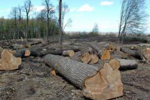 Во Львовской области чиновники лесхозов разворовали леса на 6,5 млн грн
