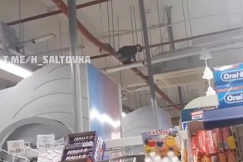 В супермаркете Харькова ловили сбежавшую из зоопарка обезьяну