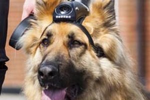 Британская полиция оснастила собак видеокамерами