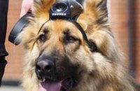 Британская полиция оснастила собак видеокамерами
