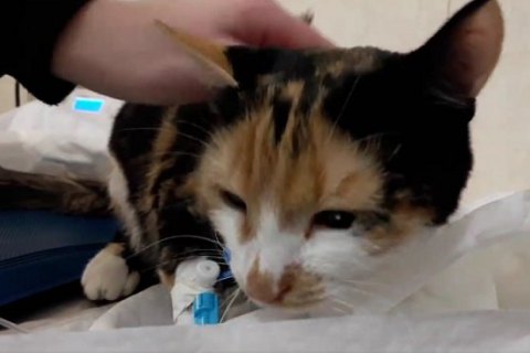 В Днепре ветеринары спасли кошку, которую случайно "постирали" в стиральной машине
