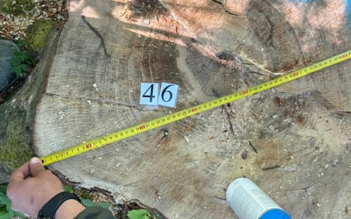 На Буковині лісників підозрюють у недбалості, яка спричинила вирубку понад 150 дерев