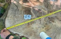 На Буковині лісників підозрюють у недбалості, яка спричинила вирубку понад 150 дерев