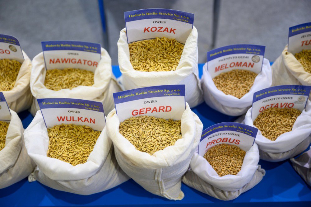 Селекційне зерно під час виставки на міжнародному ярмарку в Познані, 13 січня 2023 р.