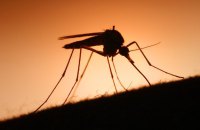 Хвороби, що передаються через укуси комарів, поширюються в Європі. Є і в Криму