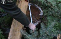 Знищено понад 200 гектарів лісу: на Прикарпатті судитимуть підозрюваних у масштабній вирубці в НПП «Гуцульщина»