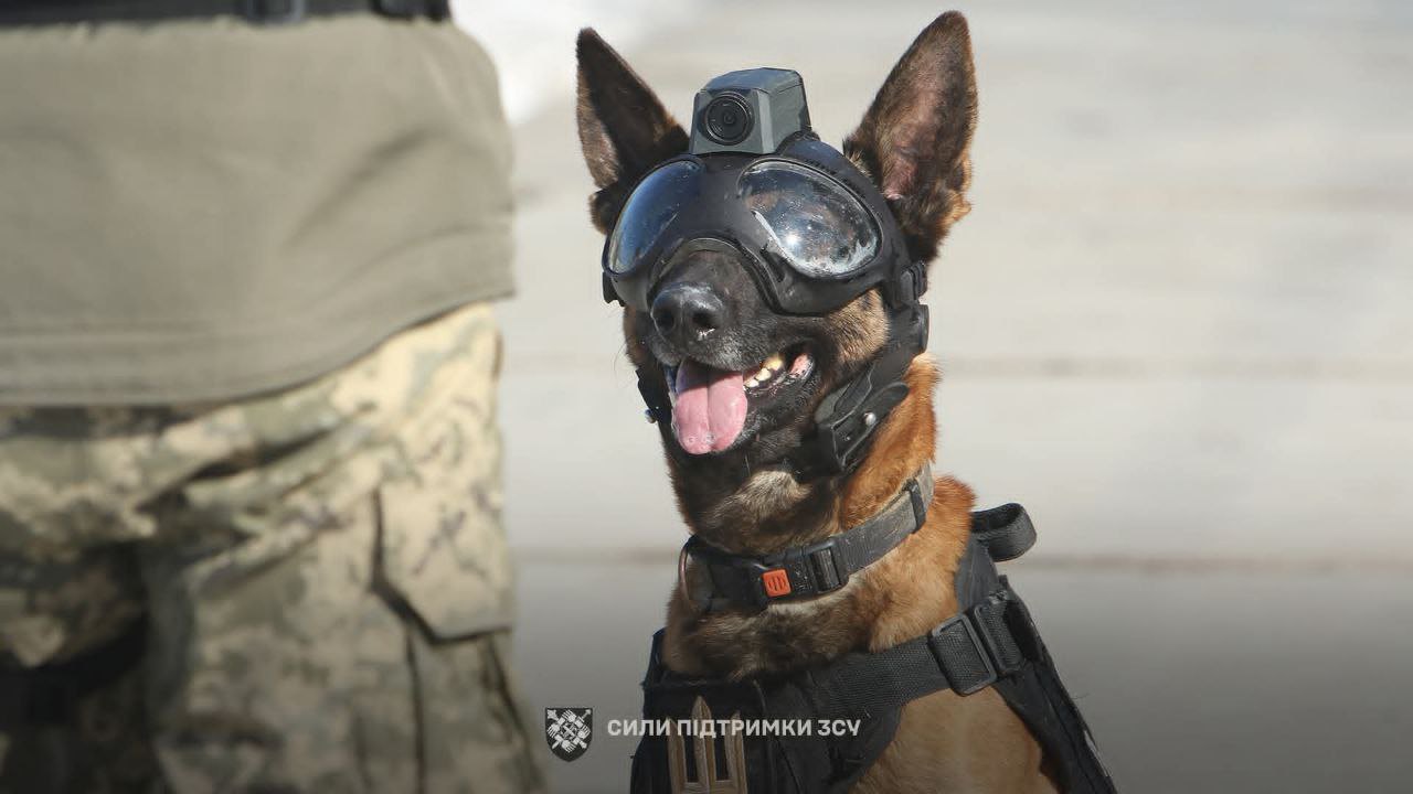 Службова собака ЗСУ