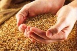 Кабмин запретил снижение стандартов зерна 