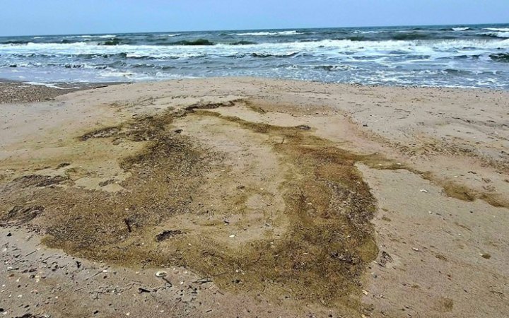 В Одеській затоці через розлив олії після російських атак загинули більше 1000 птахів