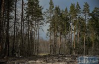 Як українці рятують ліс: Forest Recovery об’єднала людей по всій Україні