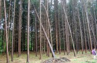 Рада повысила штрафы за загрязнение лесов