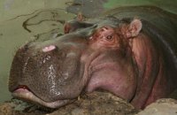 "World's oldest" hippo dies in Kyiv zoo