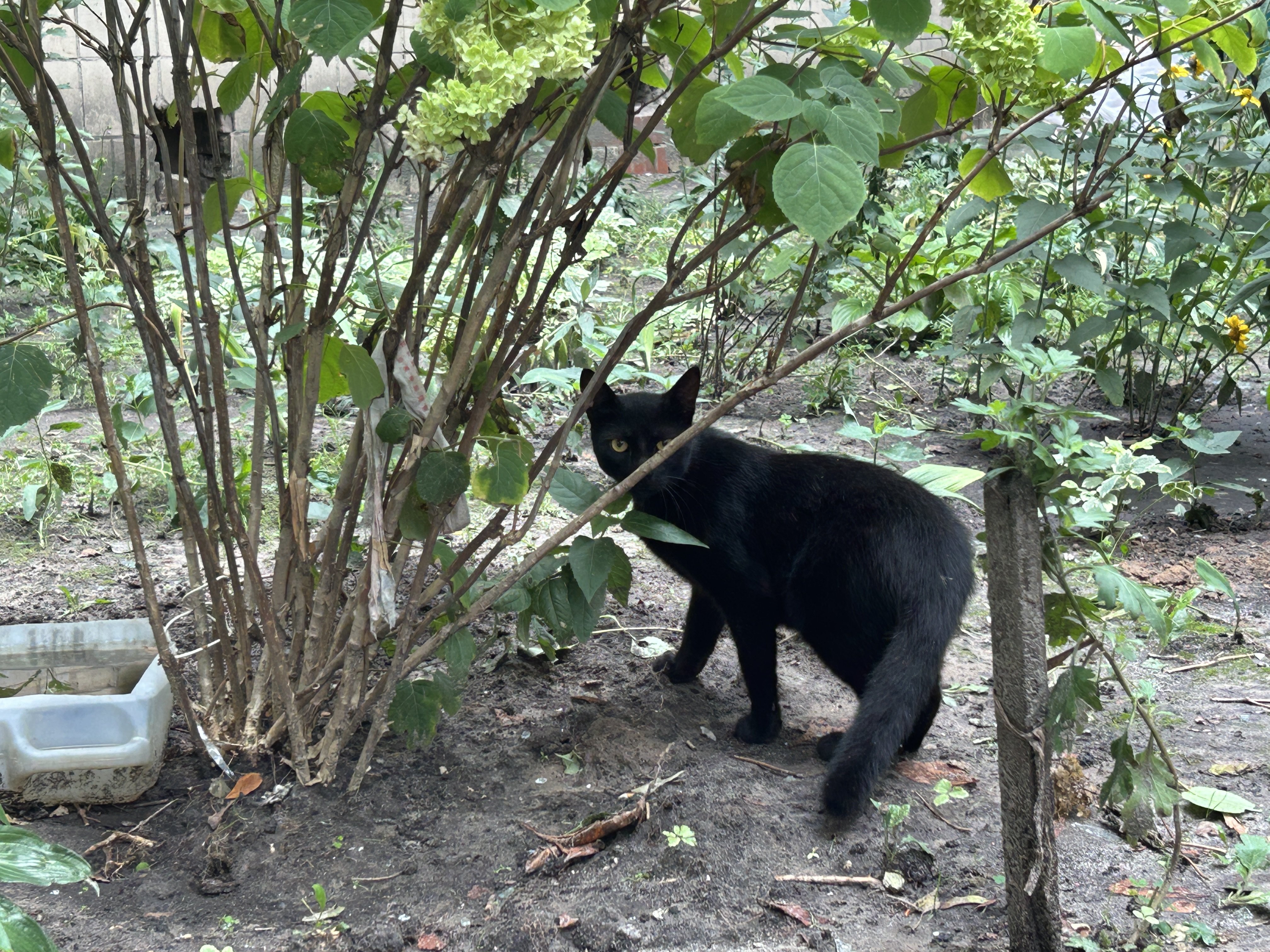 Black cat