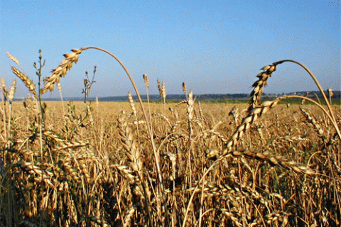 Ukraine reports record-high grain harvest