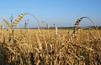 Ukraine reports record-high grain harvest