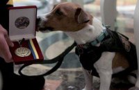 "Bomb-sniffing" dog Patron awarded Palm Dog prize - SES