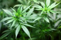 Rada legalises medical cannabis