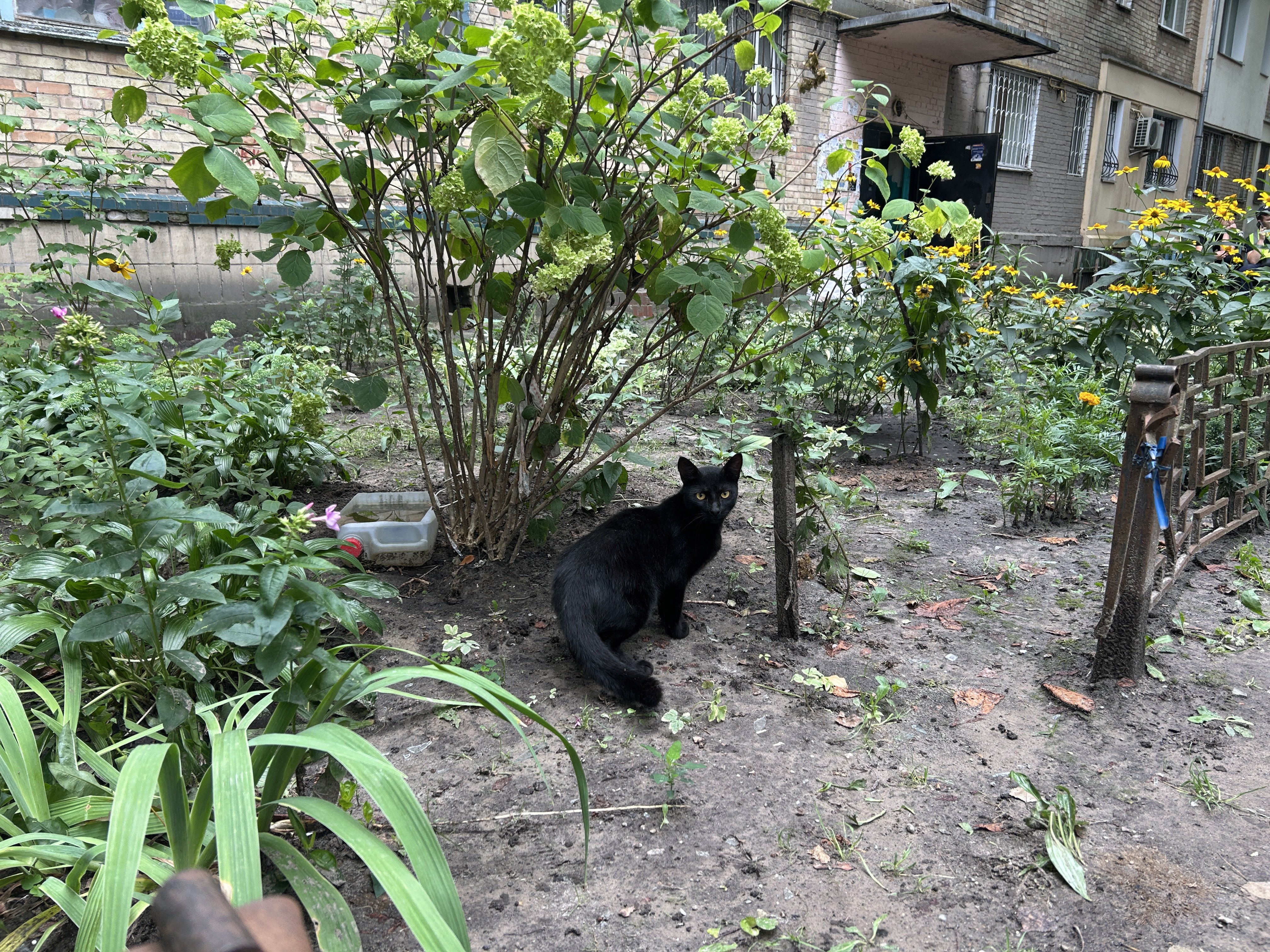 The same cat again